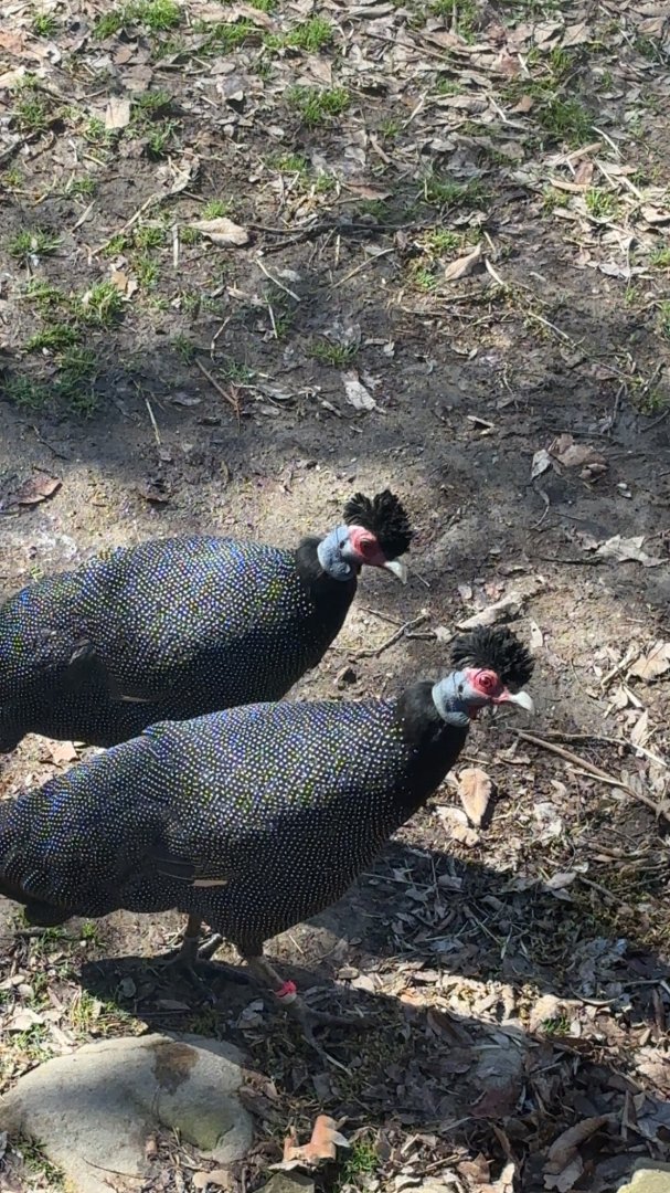 Crested Guinea Fowl