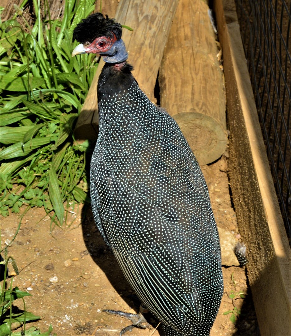 Crested Guineafowl (3)