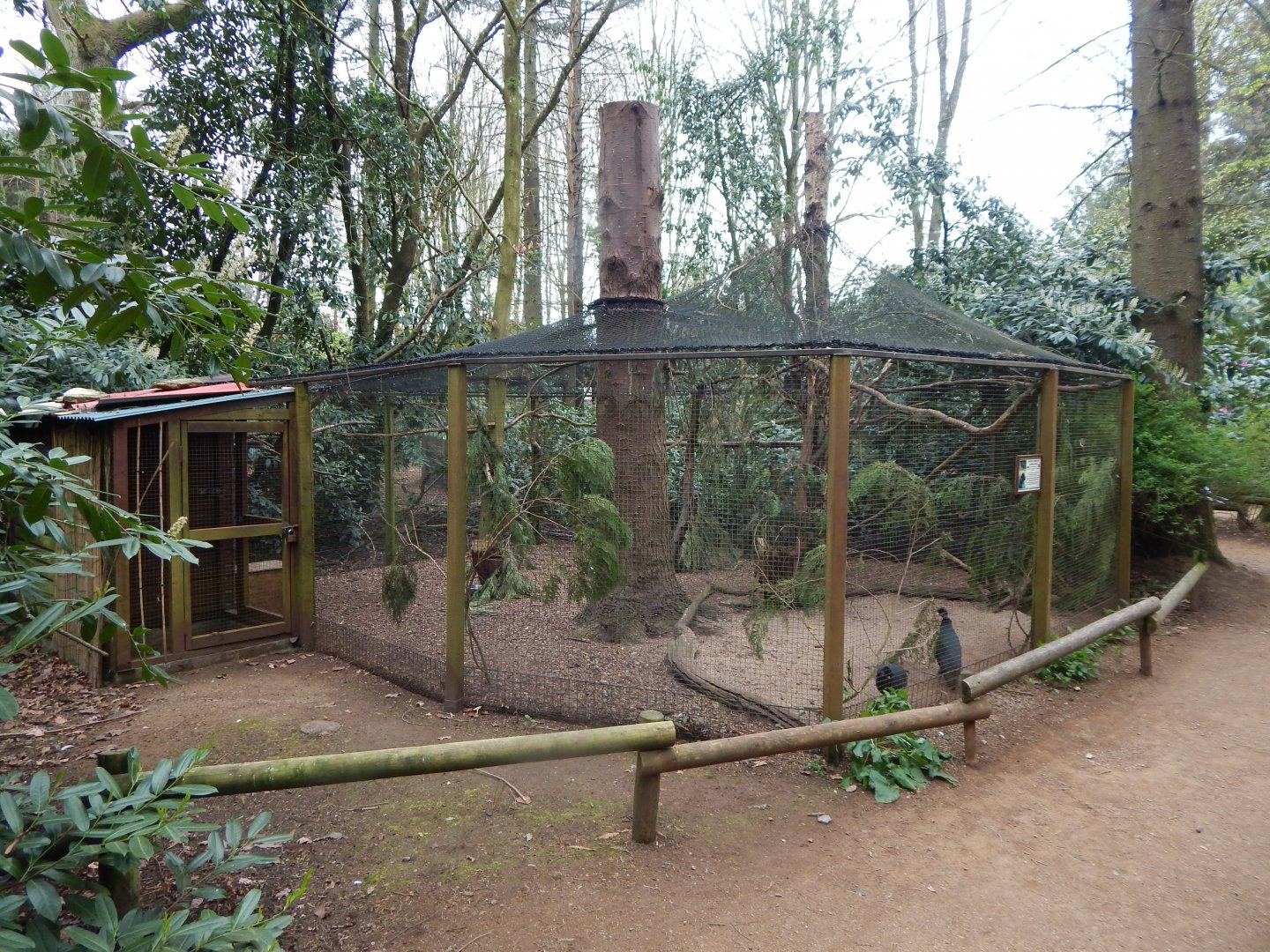 Crested guineafowl aviary 210421