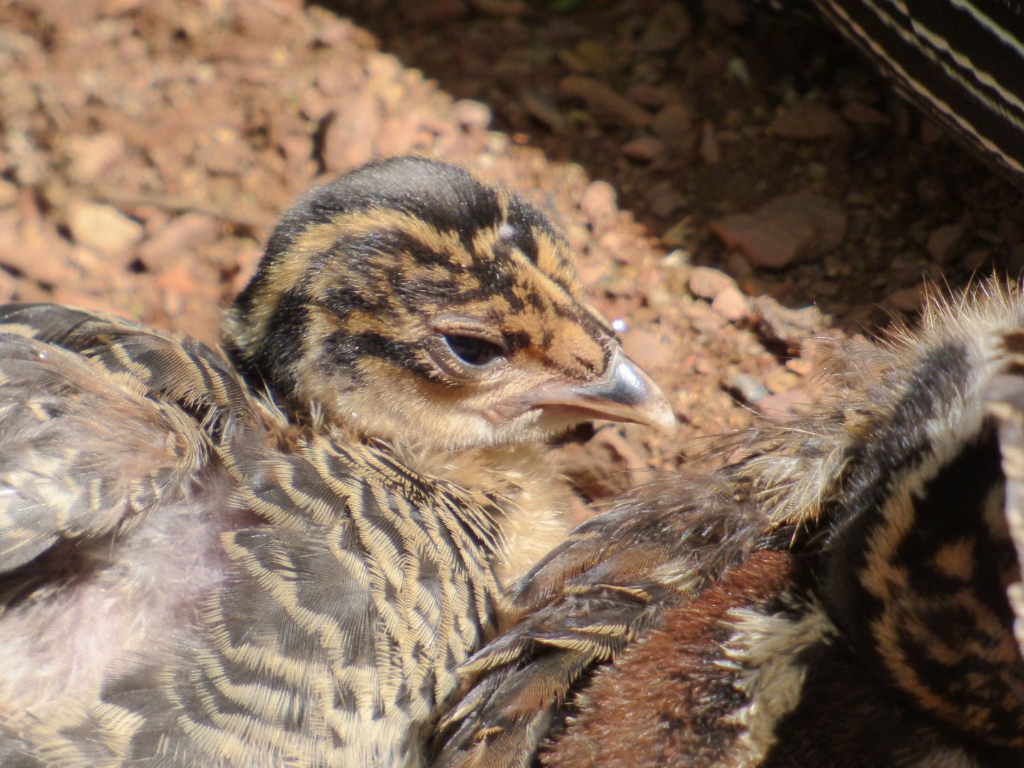 Crested Guineafowl Chick