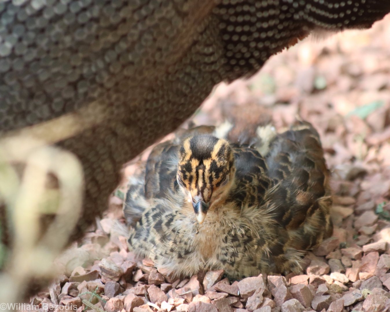 Crested Guineafowl Chick