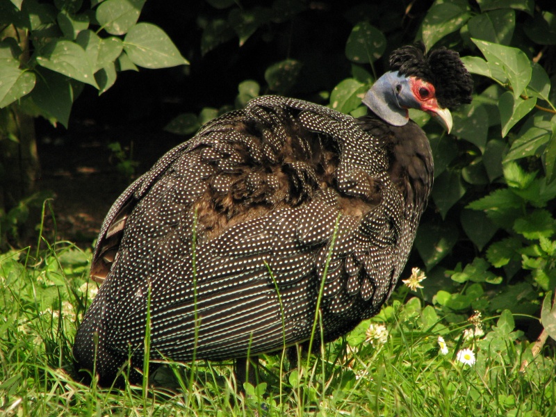 Crested Guineafowl @ Dvur Kralove