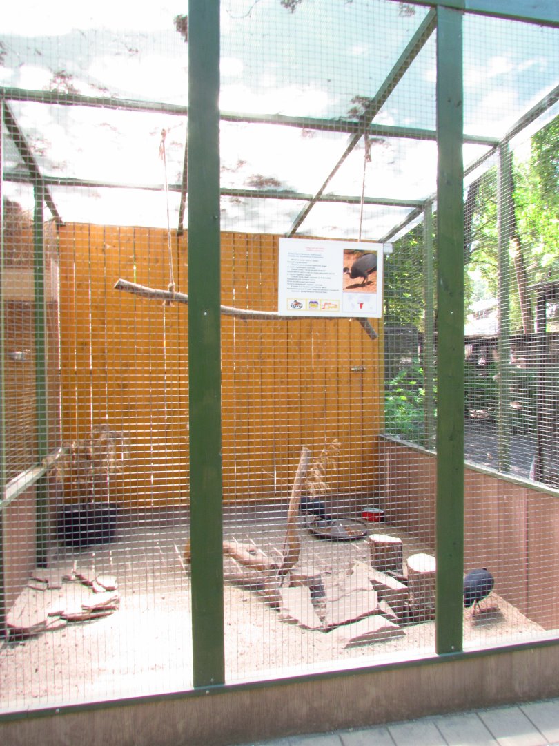 Crested guineafowl exhibit