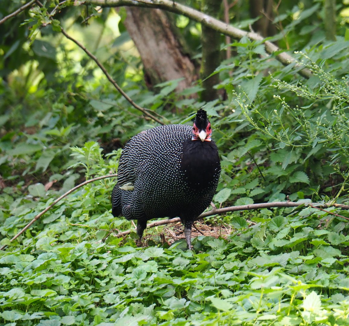 Crested guineafowl (Guttera pucherani), 2019-09-15