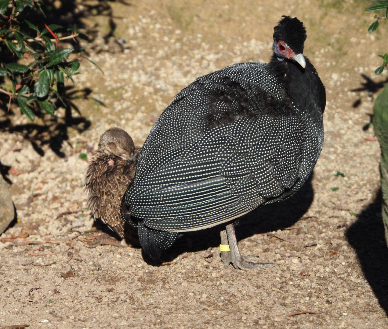 Crested guineafowl (Guttera pucherani), 2019-12-30