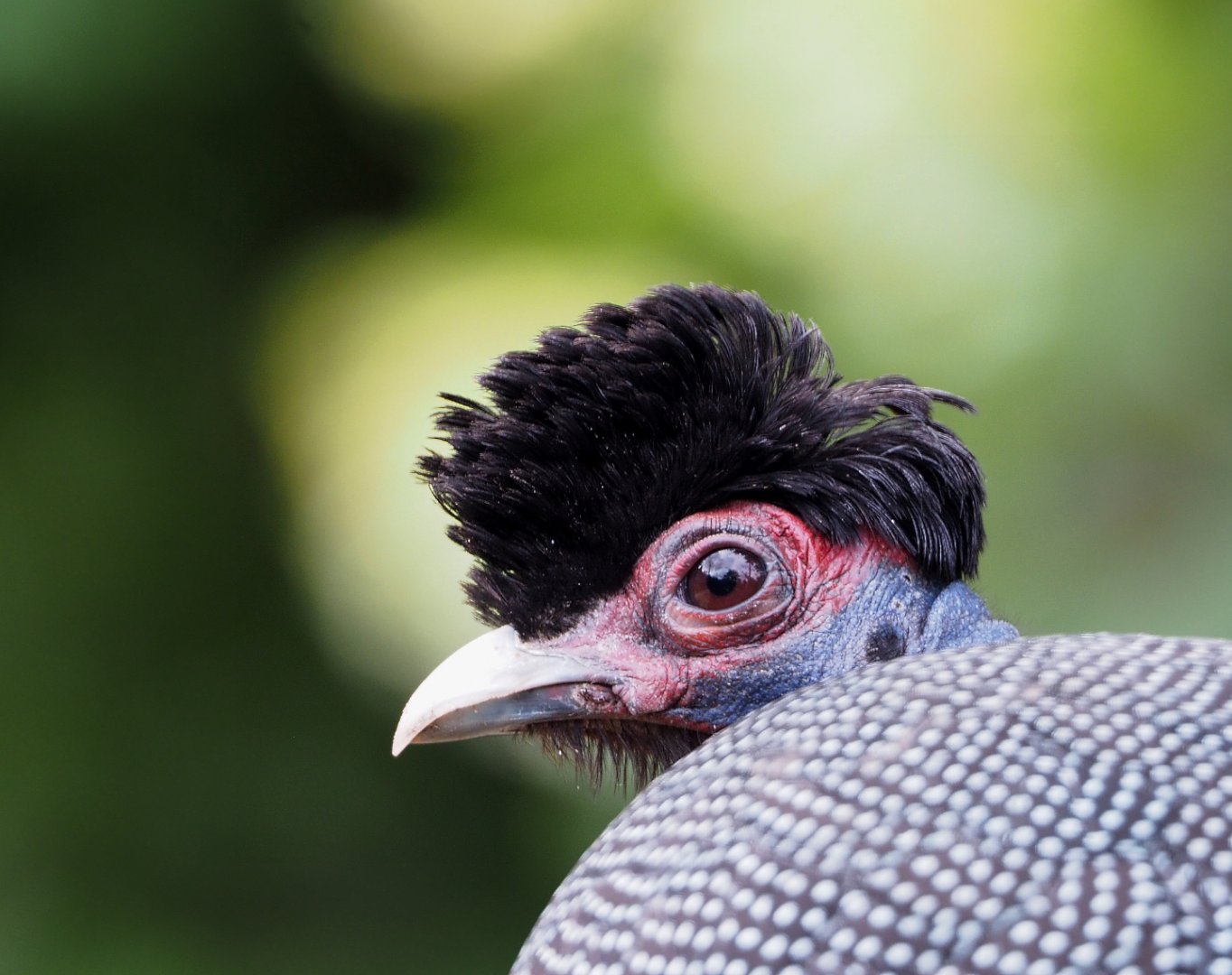 Crested guineafowl (Guttera pucherani), 2020-06-28