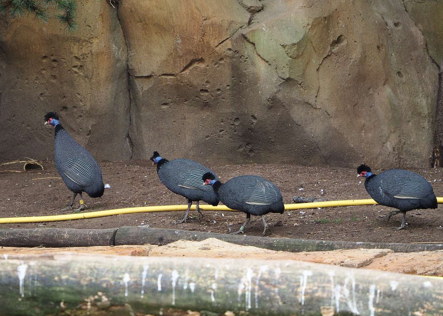 Crested guineafowl (Guttera pucherani), 2022-03-16