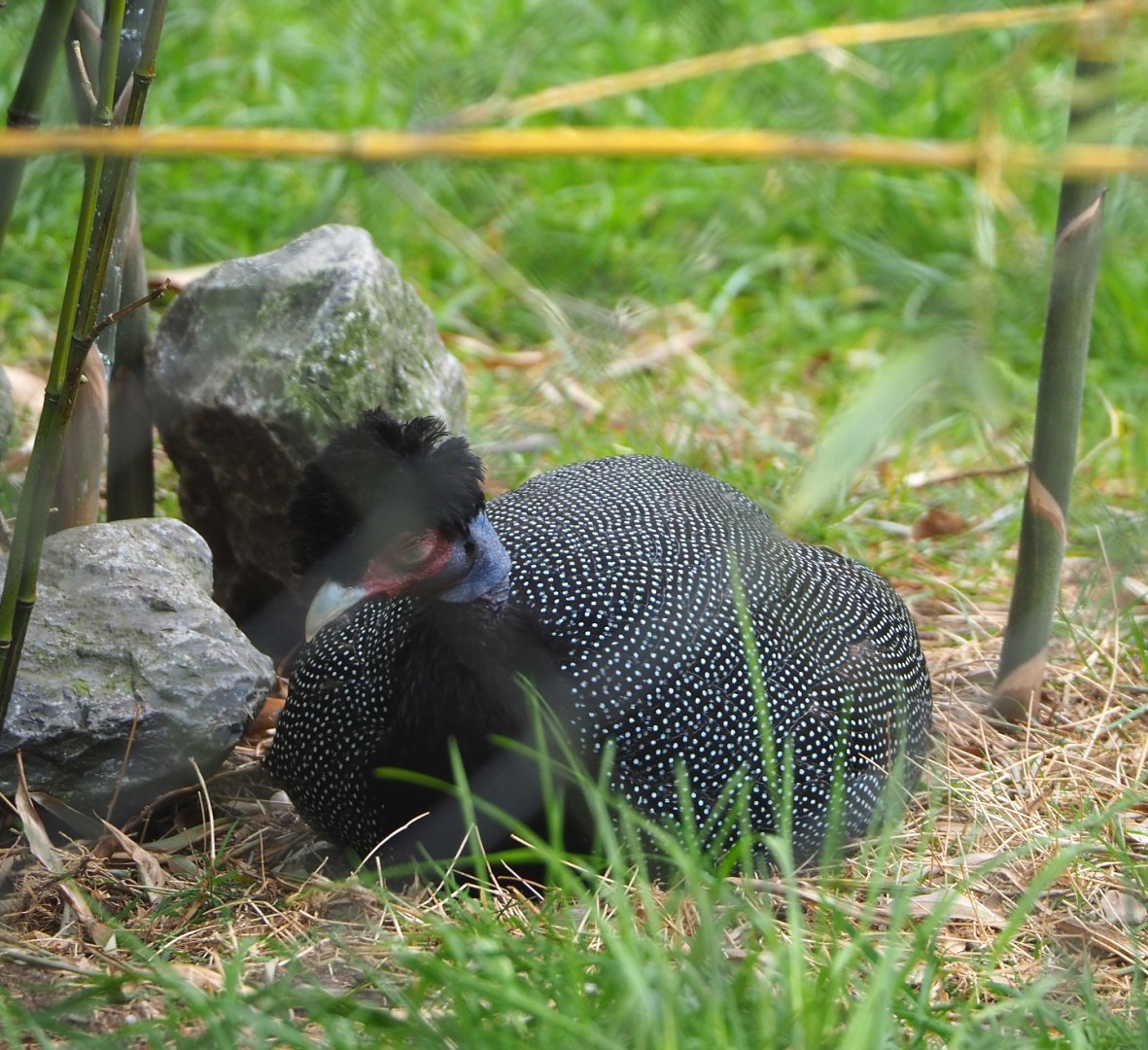 Crested guineafowl (Guttera pucherani), 2022-05-17