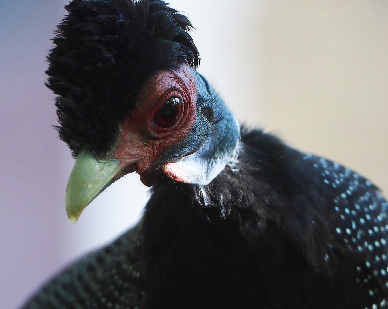 Crested guineafowl (Guttera pucherani), 2022-10-29