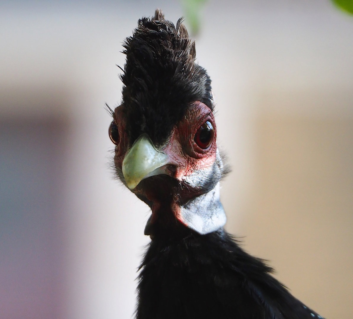 Crested guineafowl (Guttera pucherani), 2022-10-29
