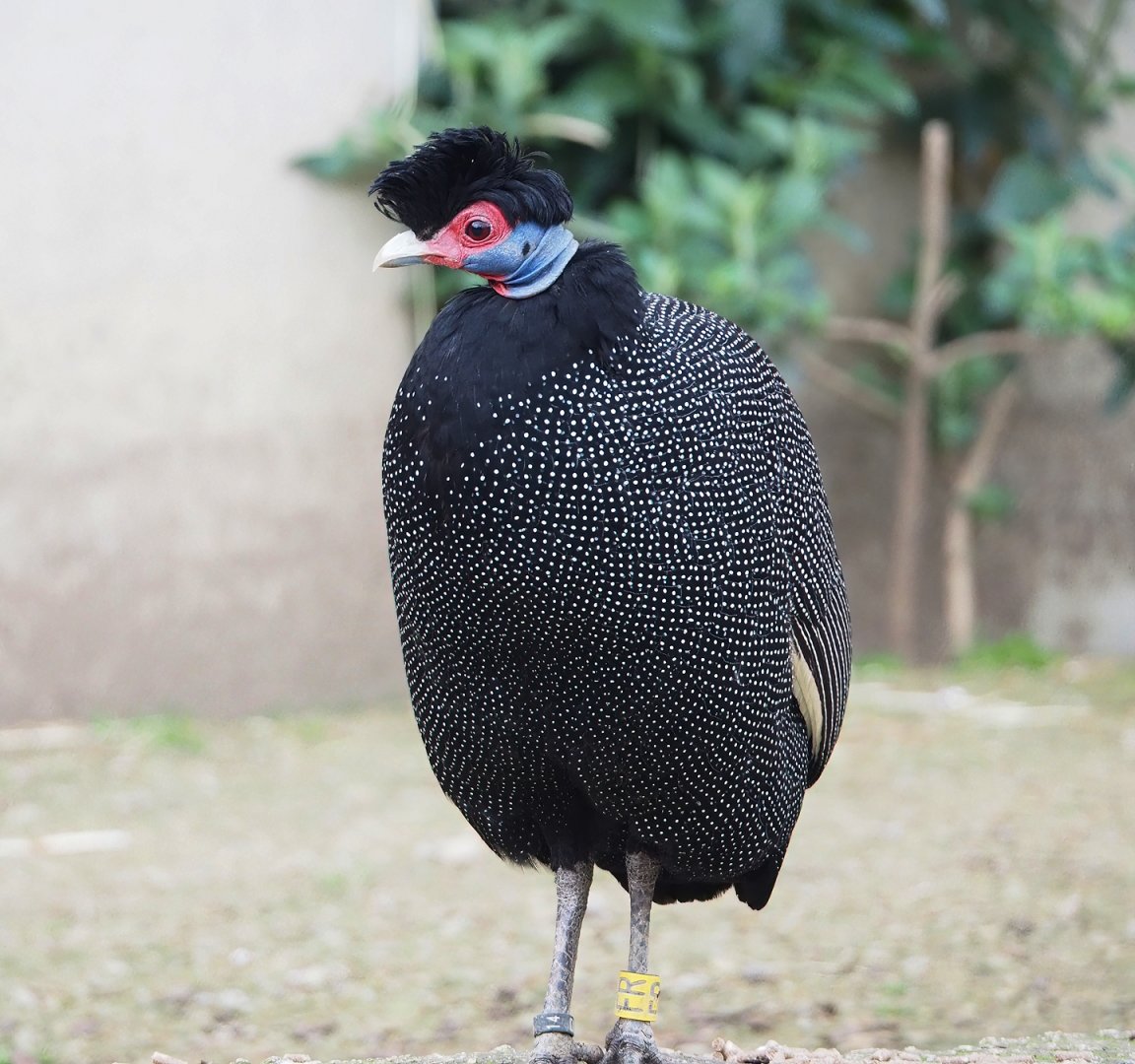 Crested guineafowl (Guttera pucherani), 2023-04-08