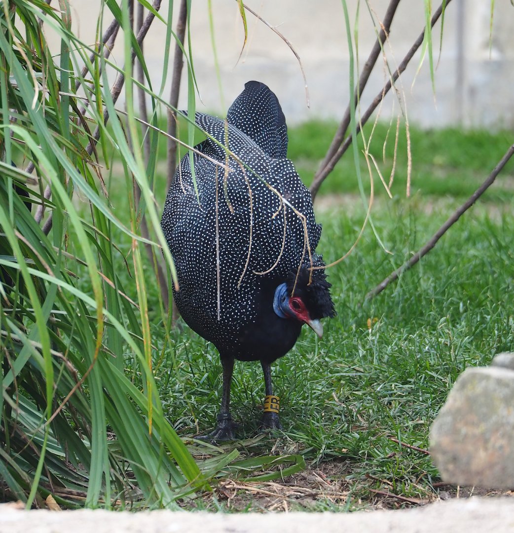 Crested guineafowl (Guttera pucherani), 2023-07-02