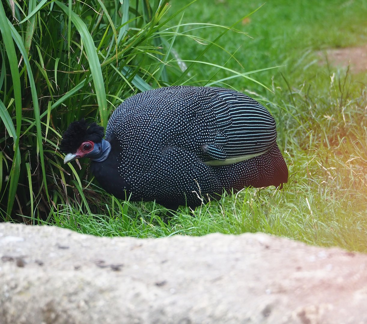 Crested guineafowl (Guttera pucherani), 2023-07-02