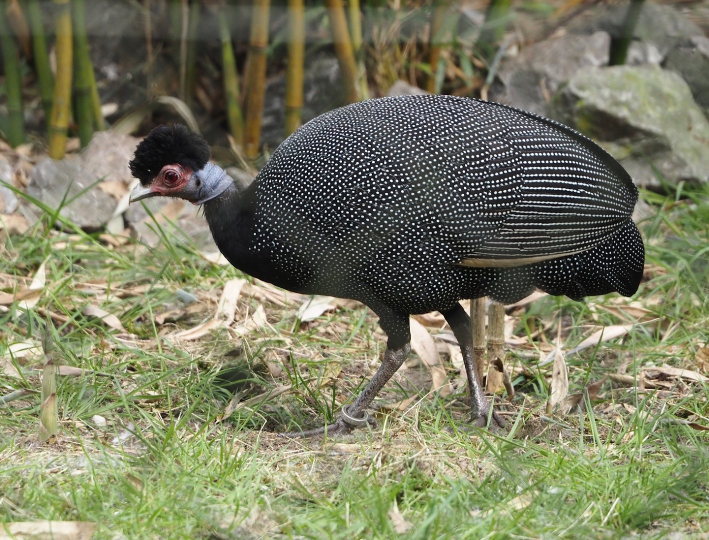 Crested guineafowl (Guttera pucherani), 2024-04-14