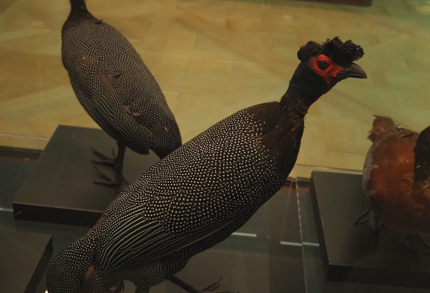 Crested guineafowl (Guttera pucherani) specimen, 2021-10-20