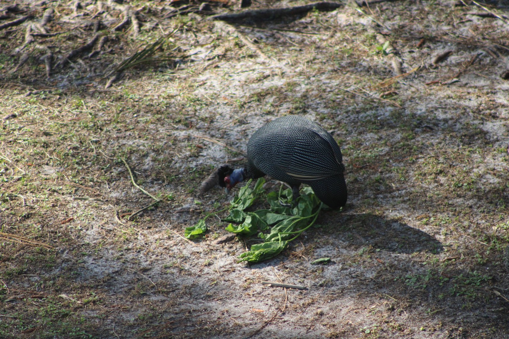 Crested Guineafowl (Guttera pucherani ssp.)