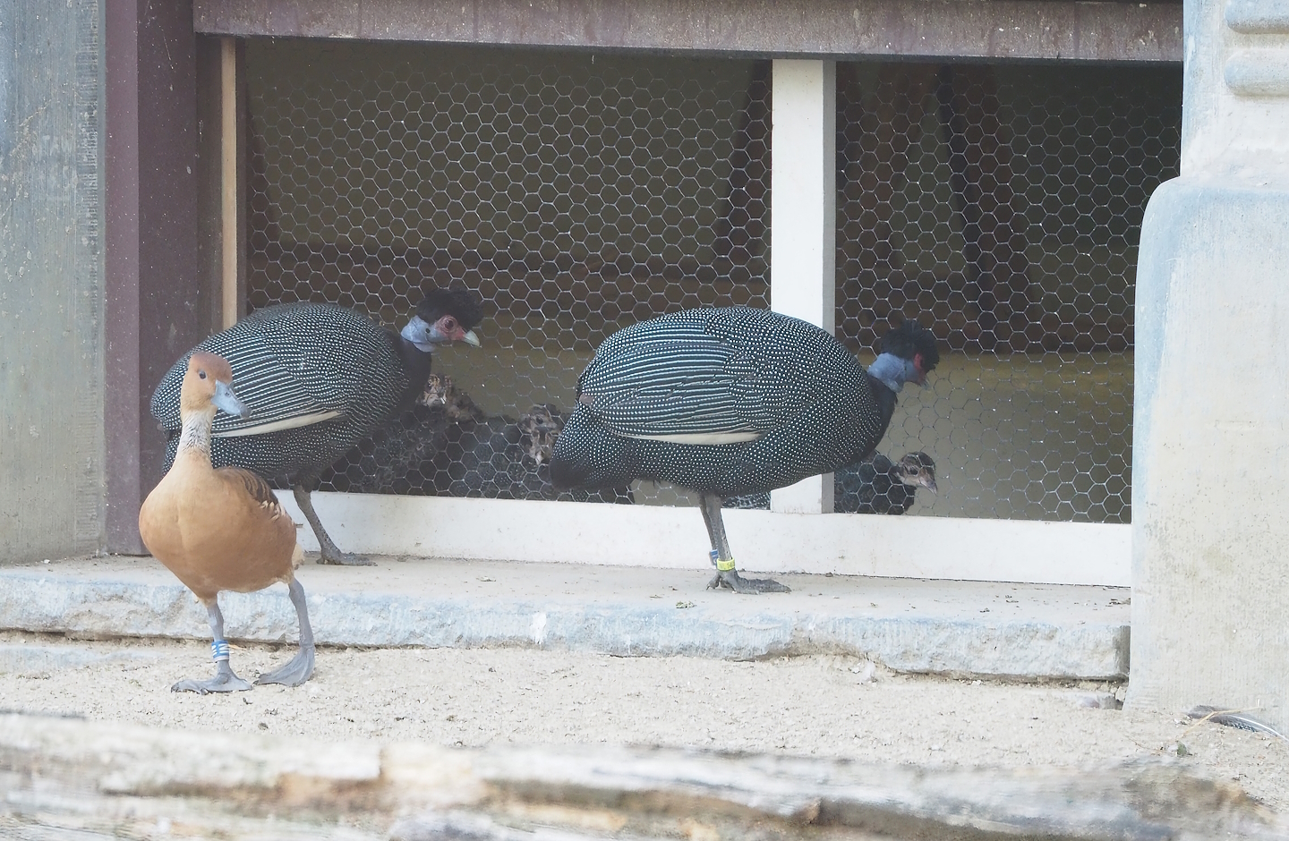 Crested guineafowl (Guttera pucherani) visiting separated juvenile guineafowl, 2022-08-16