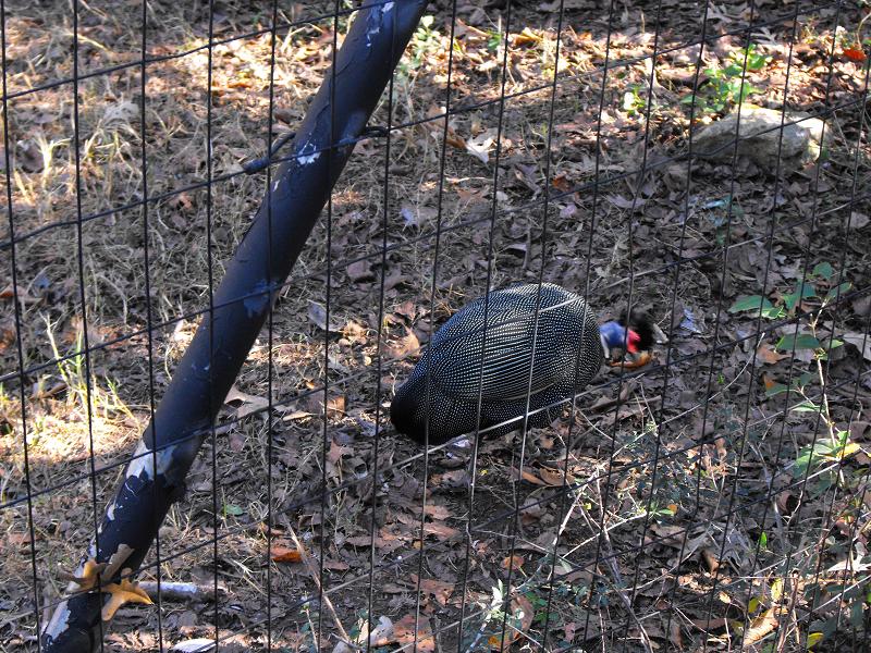 Crested Guineafowl (Guttera pucherani)