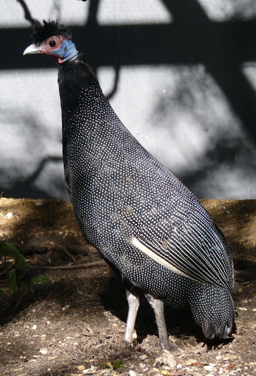 Crested guineafowl (Guttera pucherani)