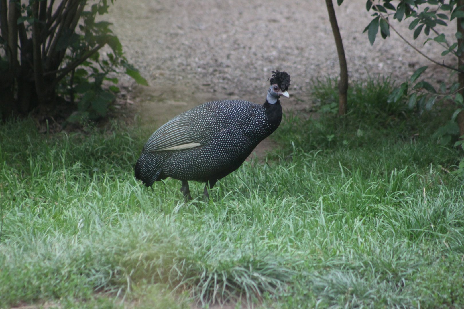 Crested guineafowl (Guttera pucherani)