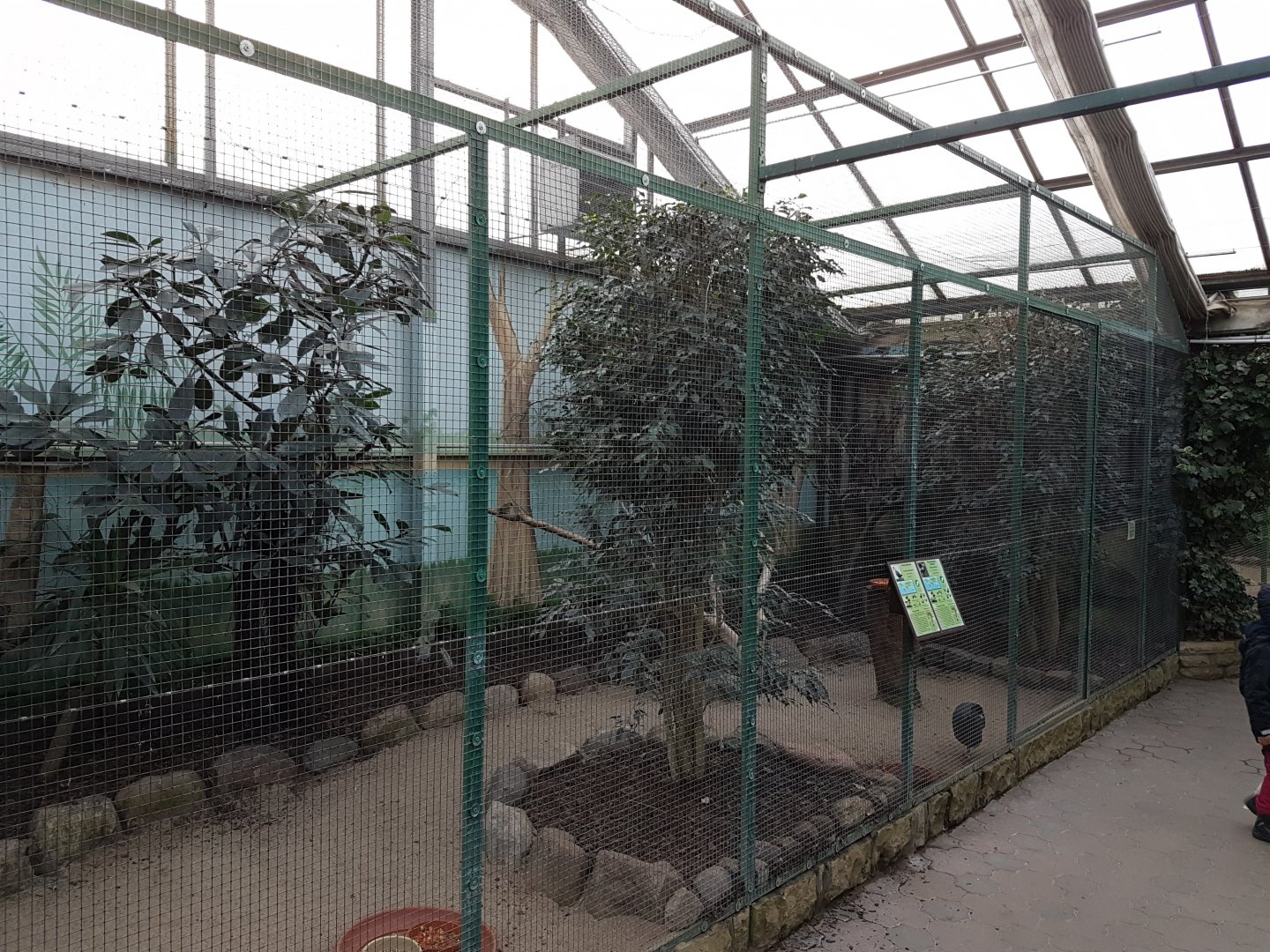 Crested guineafowl - Red-crested touraco aviary