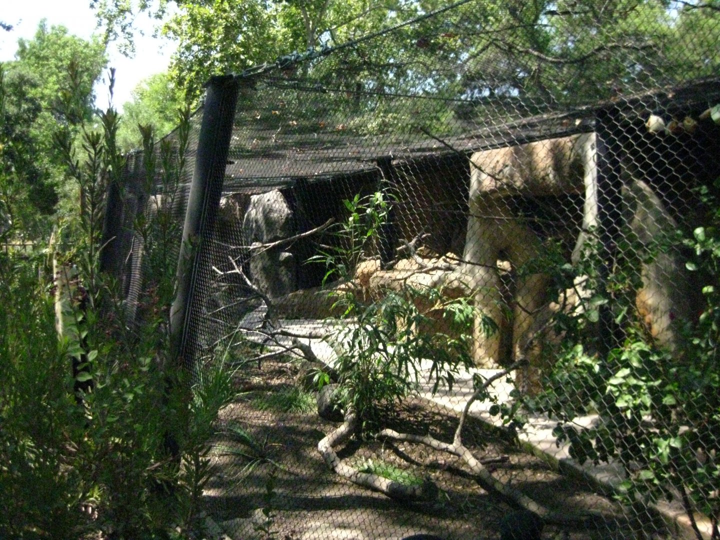Crested Guineafowl/Straw Colored Fruit Bat Exhibit