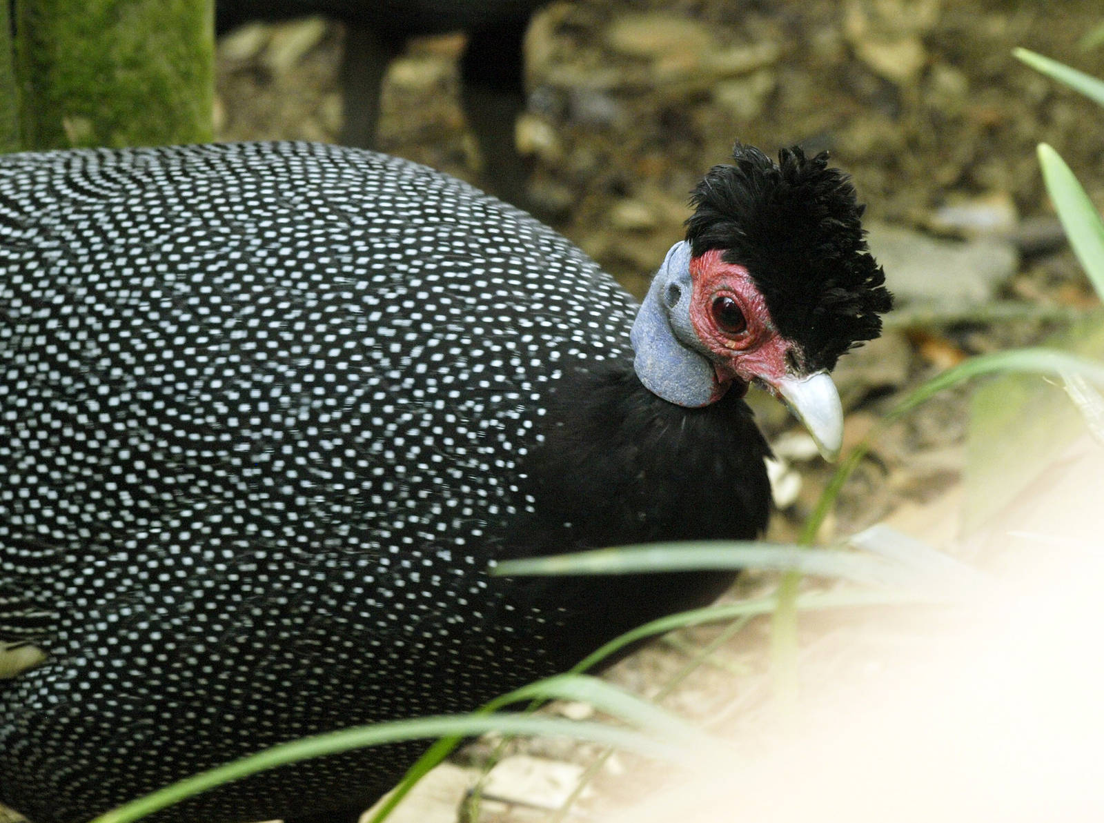 Crested guineafowl