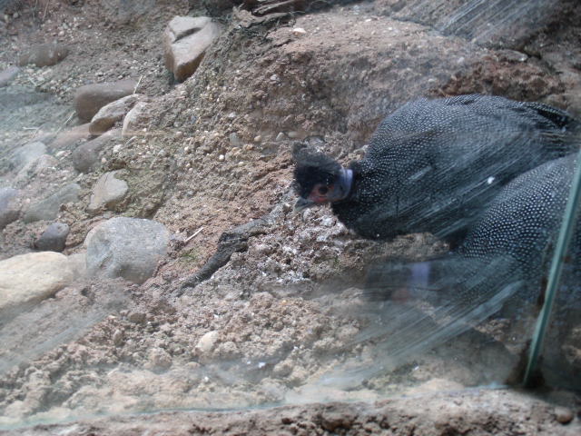 Crested Guineafowl