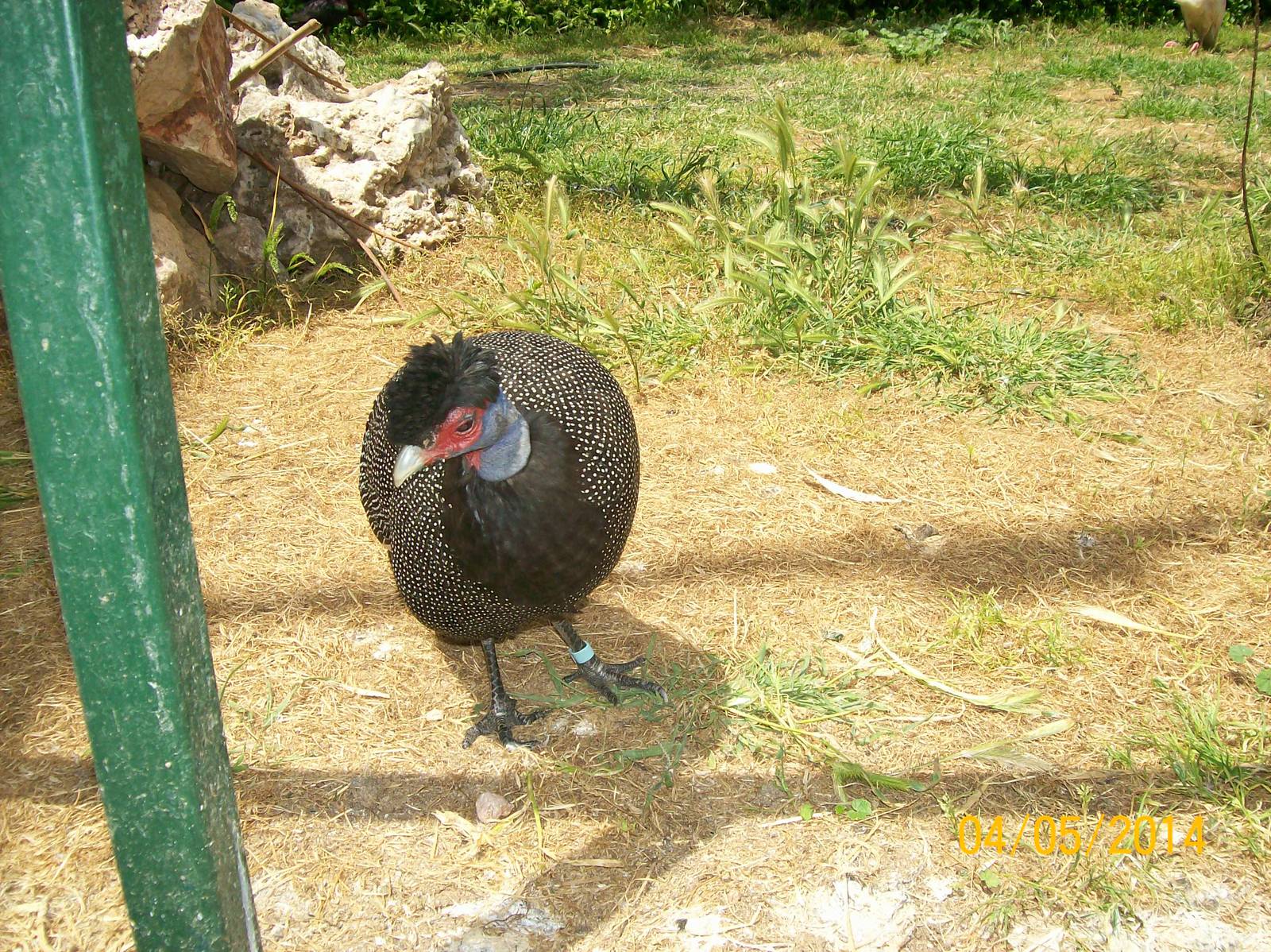 Crested guineafowl