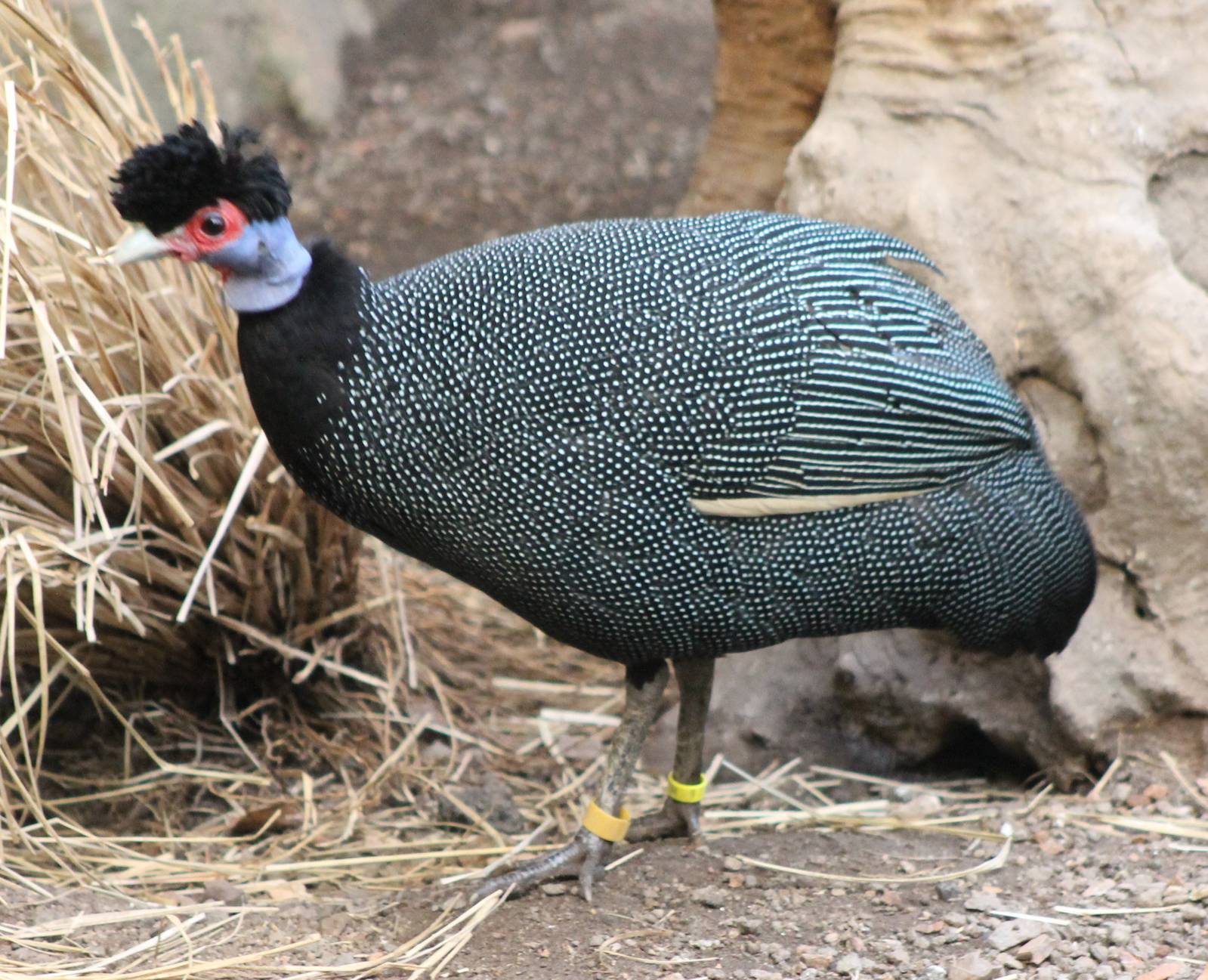 Crested guineafowl