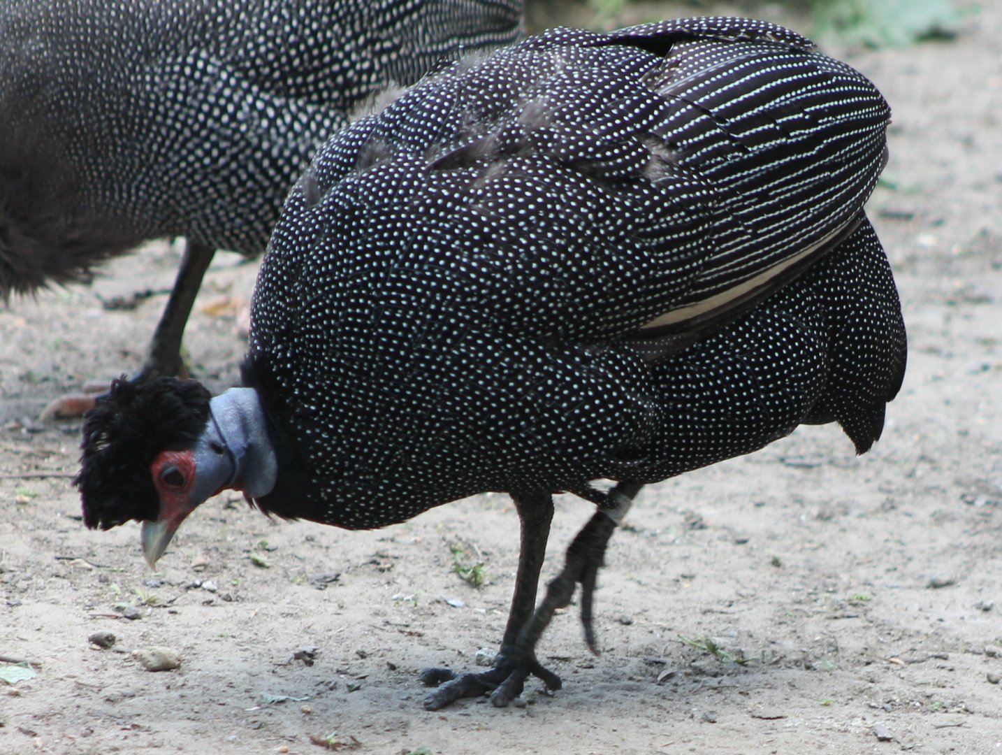 Crested guineafowl