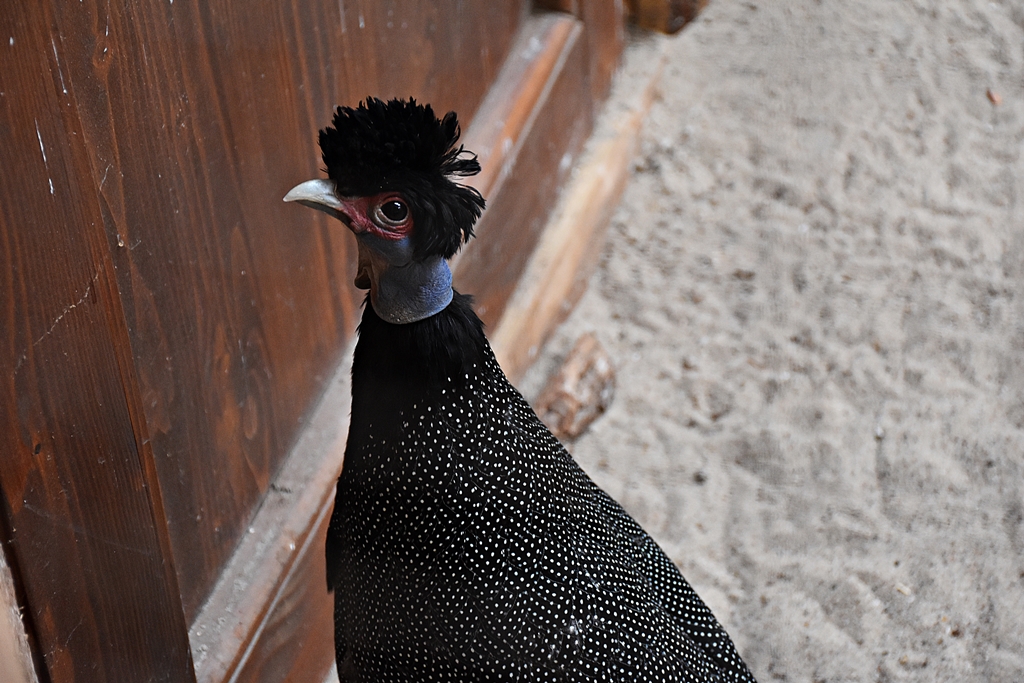 Crested guineafowl