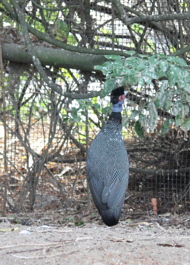 Crested guineafowl