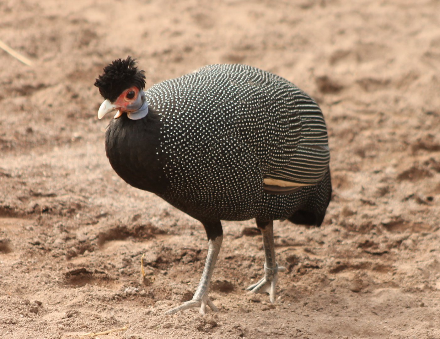Crested guineafowl