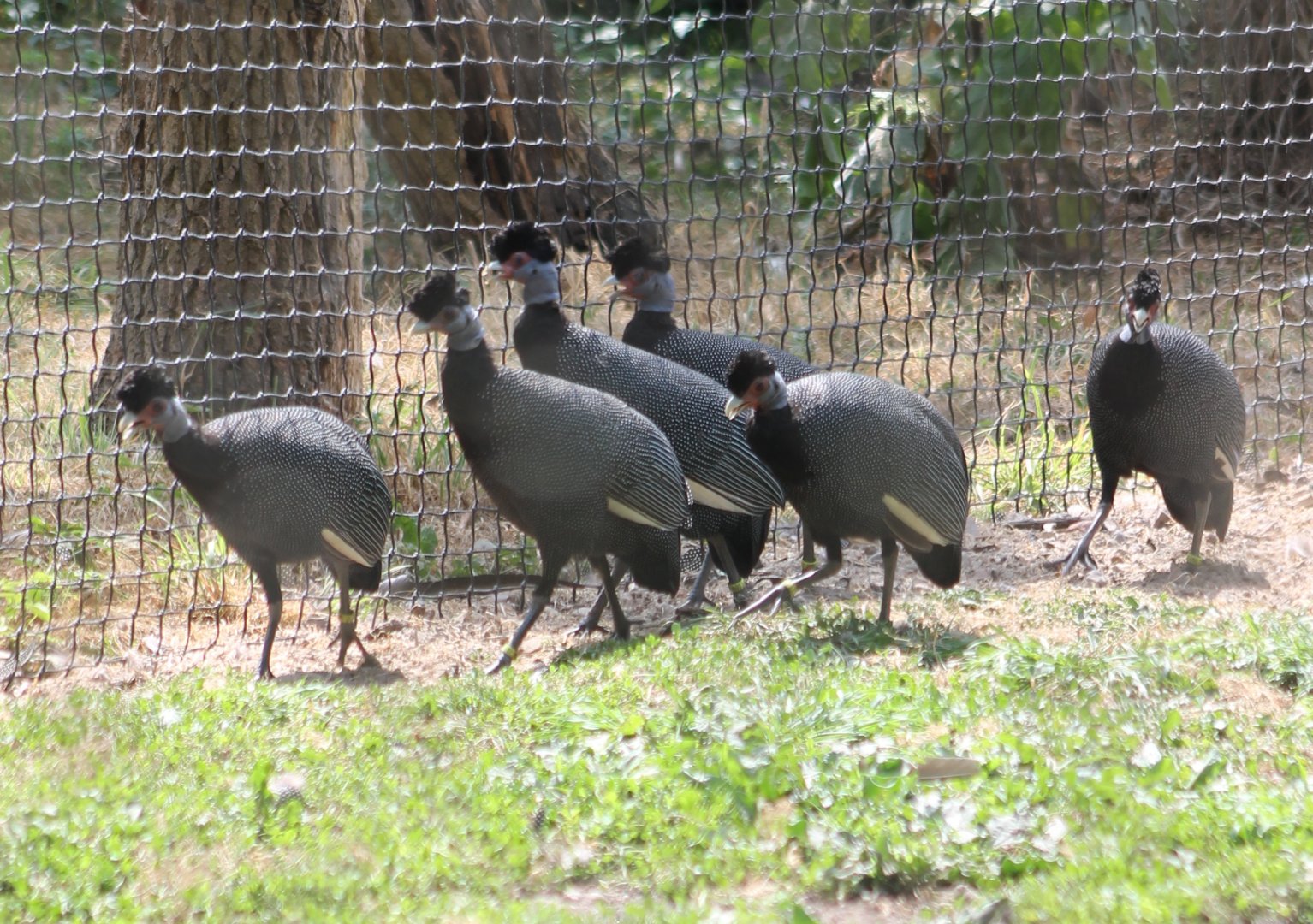 Crested guineafowl