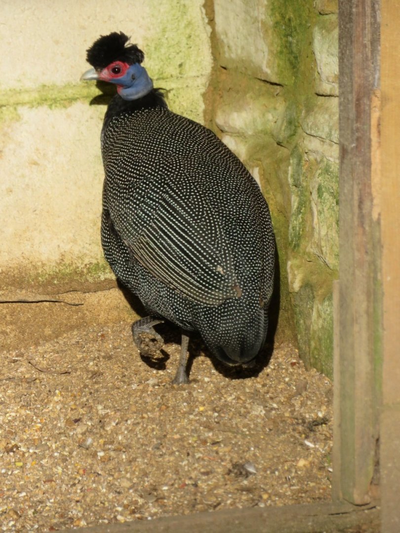 Crested guineafowl