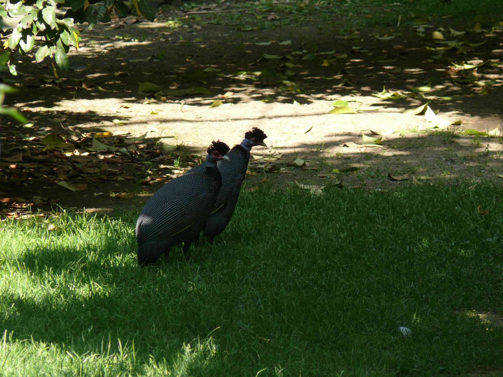 Crested Guineafowl