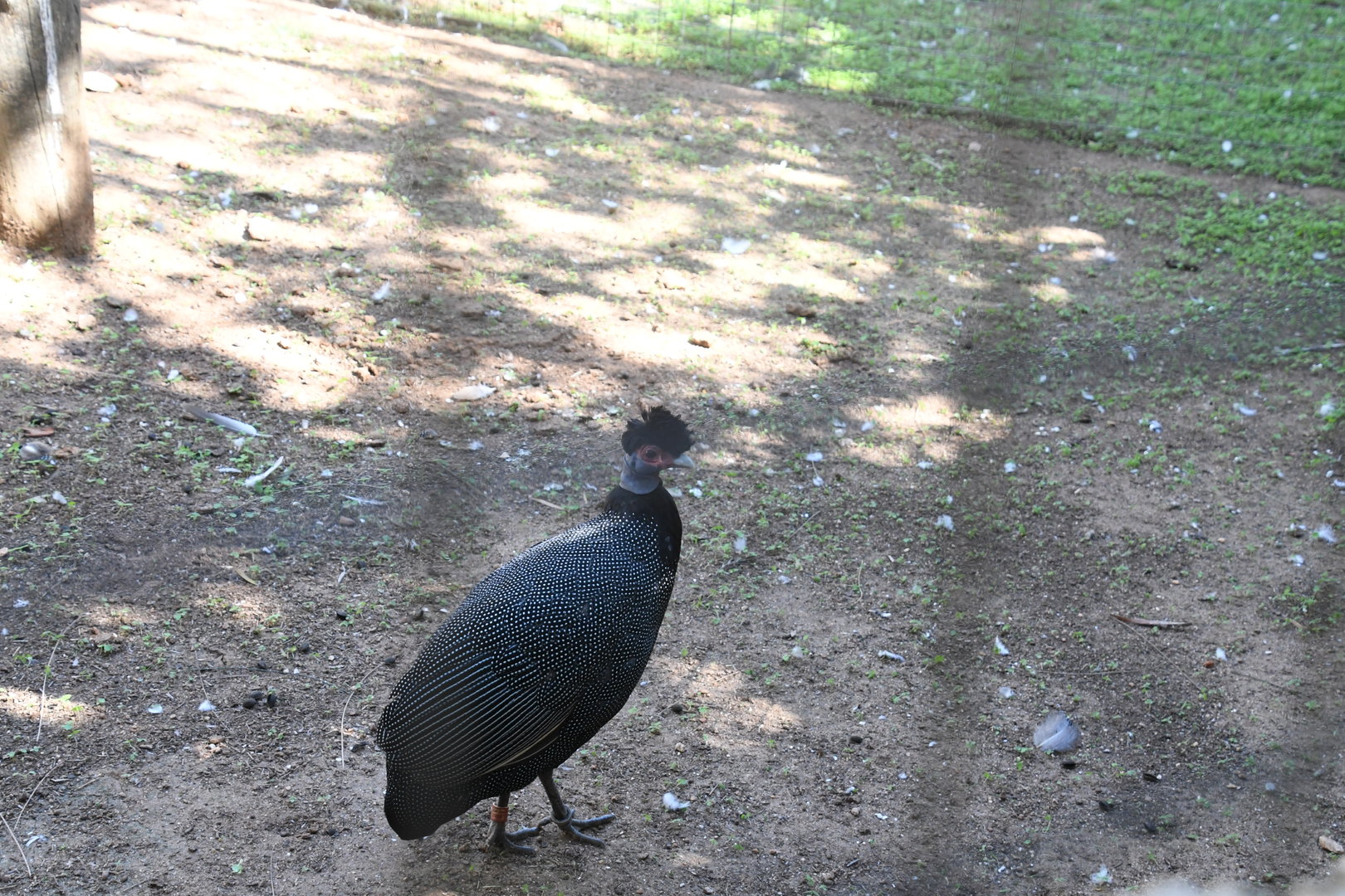 Crested Guineafowl