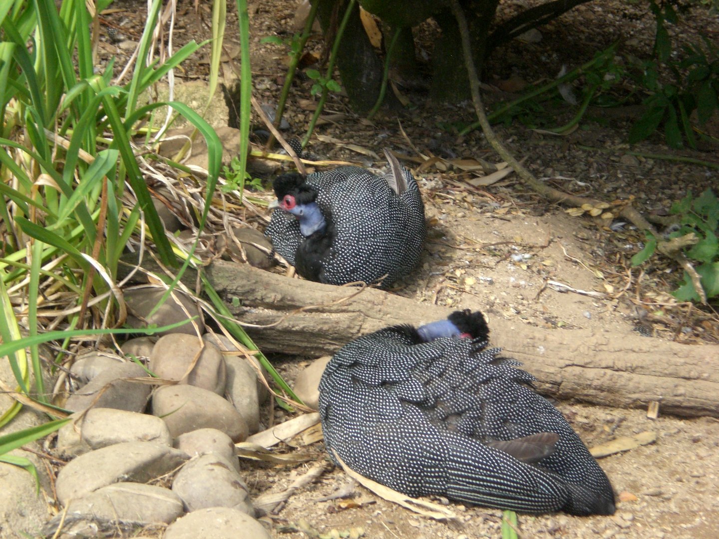 Crested guineafowl