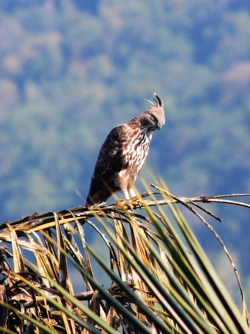 Crested Hawk-eagle (Nisaetus cirrhatus)