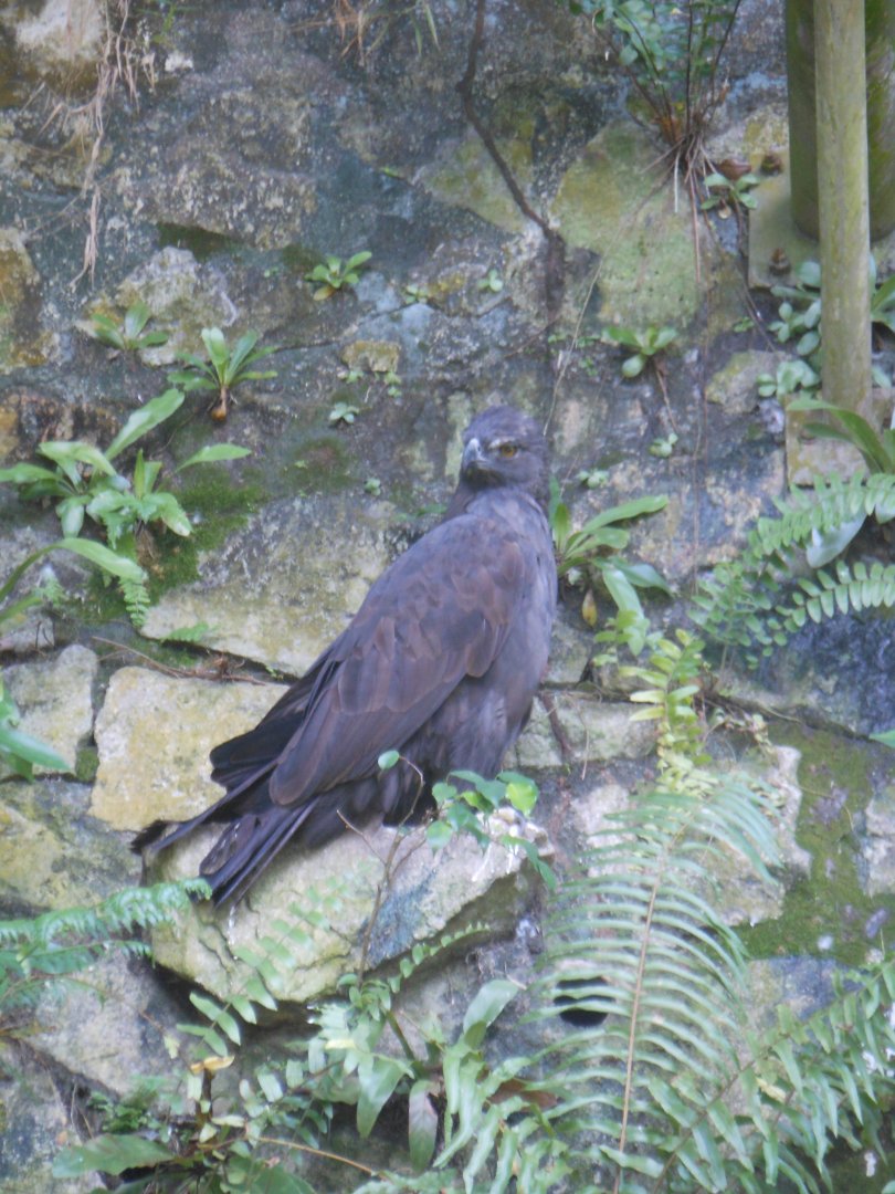 Crested Hawk-eagle (Nisaetus cirrhatus)