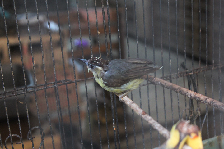 Crested heleia (Heleia dohertyi dohertyi)