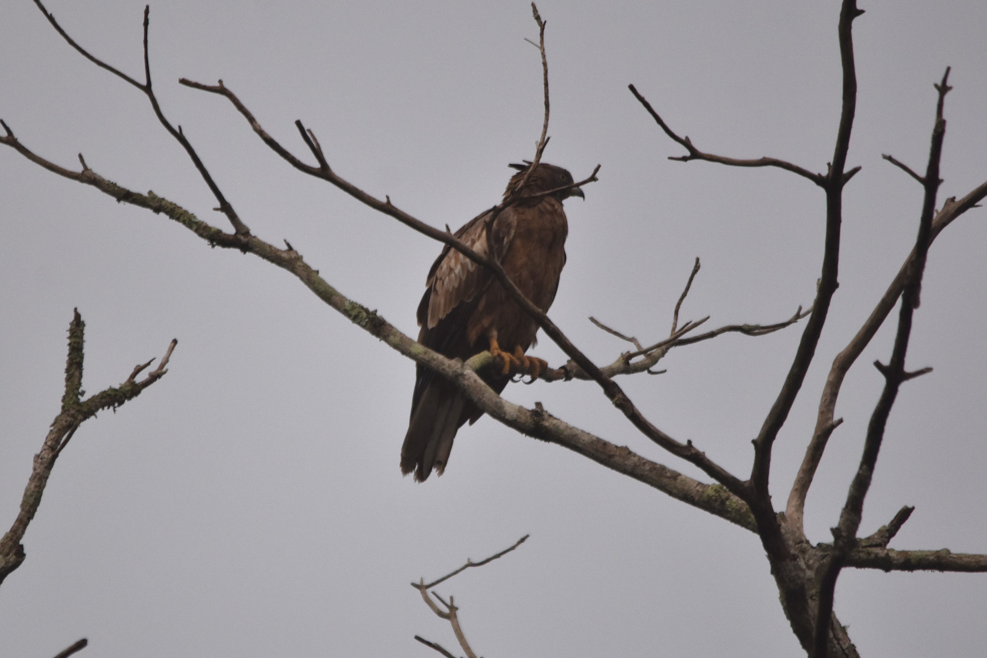 Crested Honey Buzzard, Nagarahole Tiger Reserve, 25th November 2024
