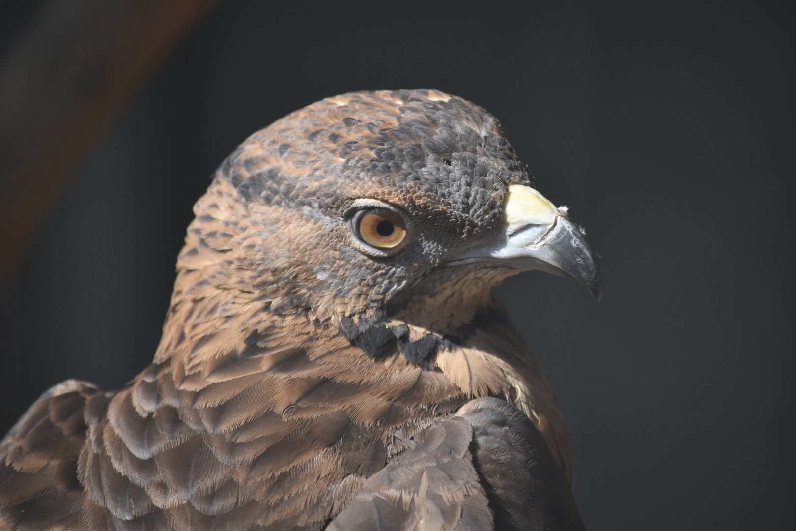 Crested honey buzzard (Pernis ptilorhynchus)