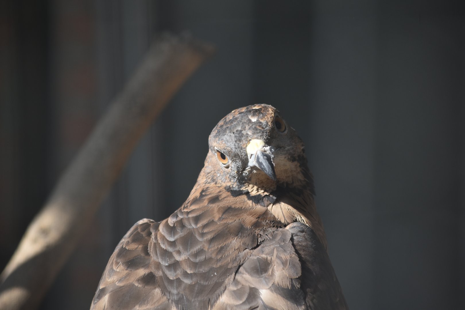 Crested honey buzzard (Pernis ptilorhynchus)