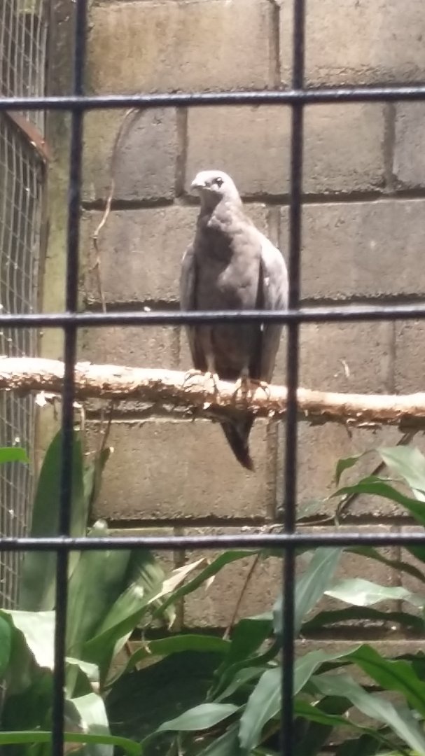 Crested honey buzzard (Pernis ptilorhynchus)