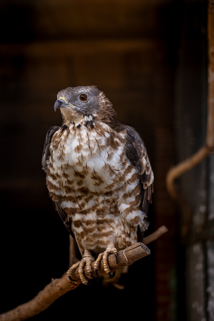 Crested honey buzzard (Pernis ptilorhynchus)