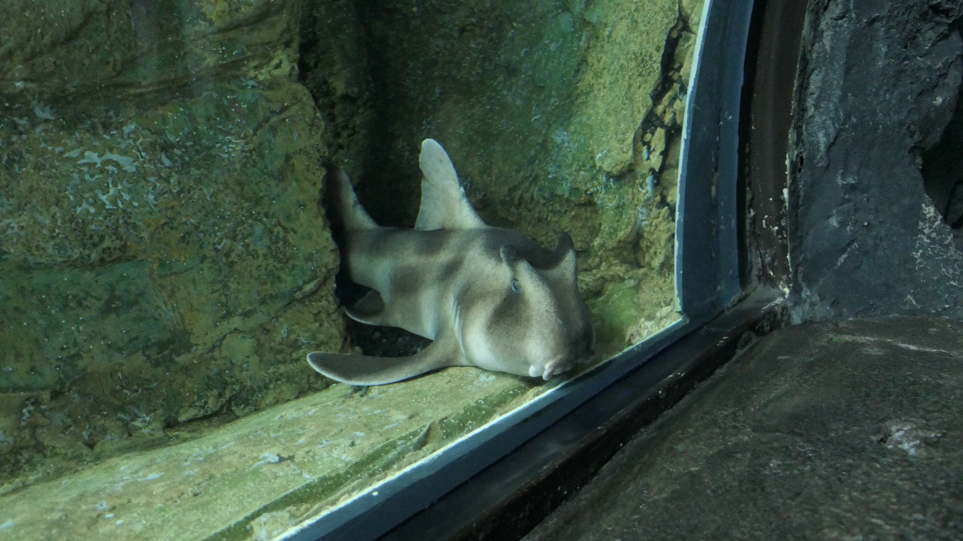 Crested Hornshark