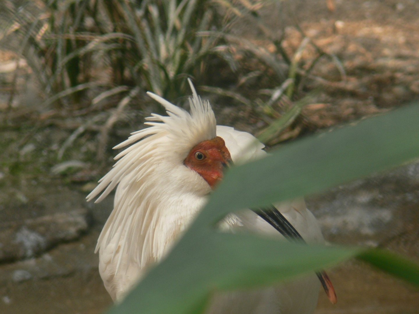 Crested Ibis-1