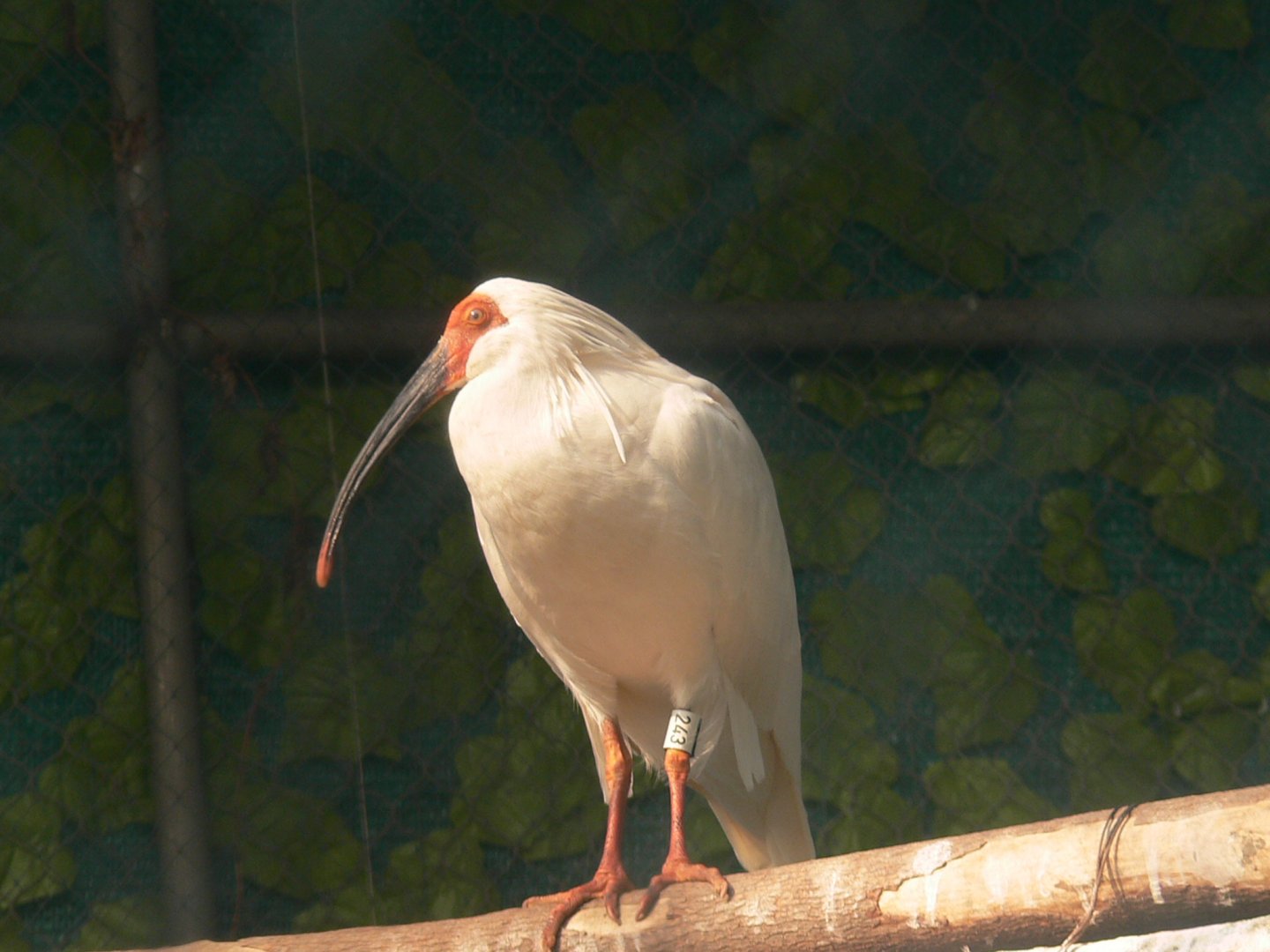 Crested Ibis-2